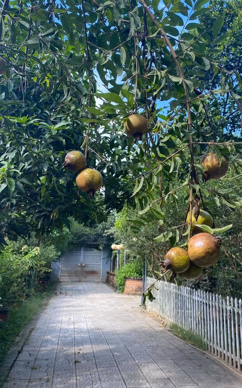 Lối vào nhà ngập tràn sắc xanh của cây lá, mang đến cảm giác bình yên và gần gũi với thiên nhiên