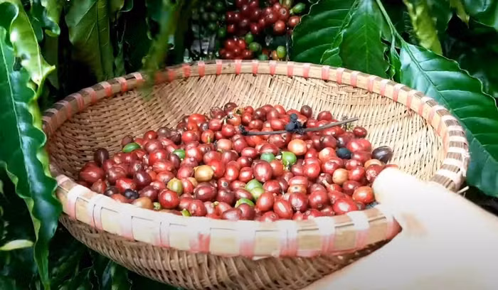 Giá nông sản hôm nay (10/2): Giá cà phê bật tăng, hồ tiêu duy trì ở mức cao