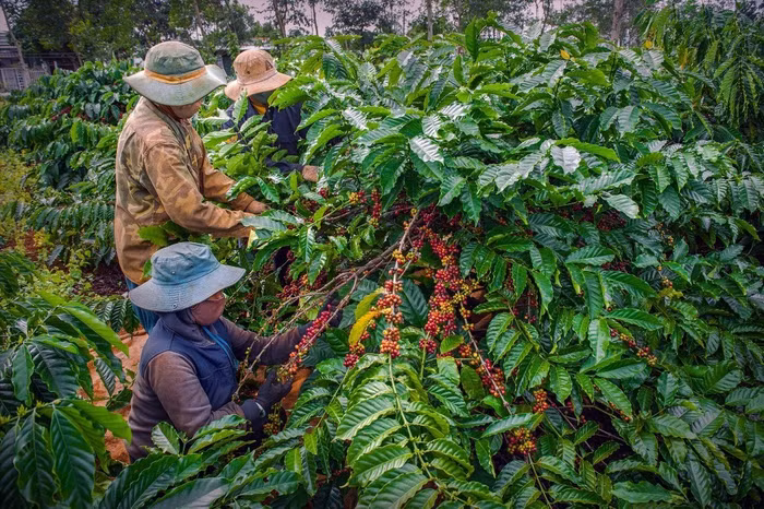 Giá nông sản hôm nay (17/11): Giá cà phê tiếp tục lao dốc, hồ tiêu giảm nhẹ