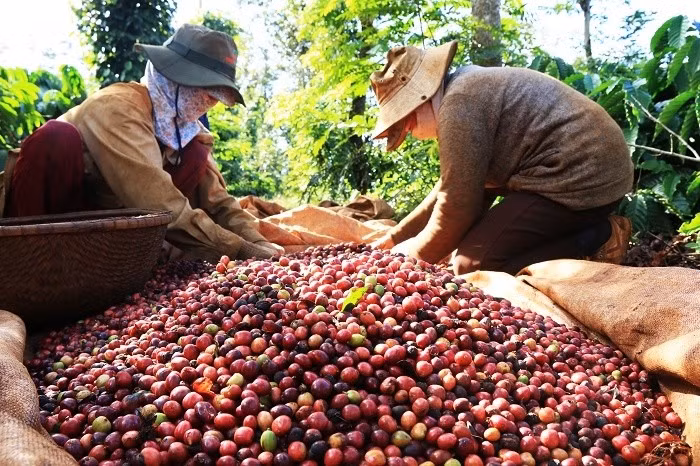 Giá nông sản hôm nay (20/5): Giá cà phê, hồ tiêu đồng loạt lao dốc
