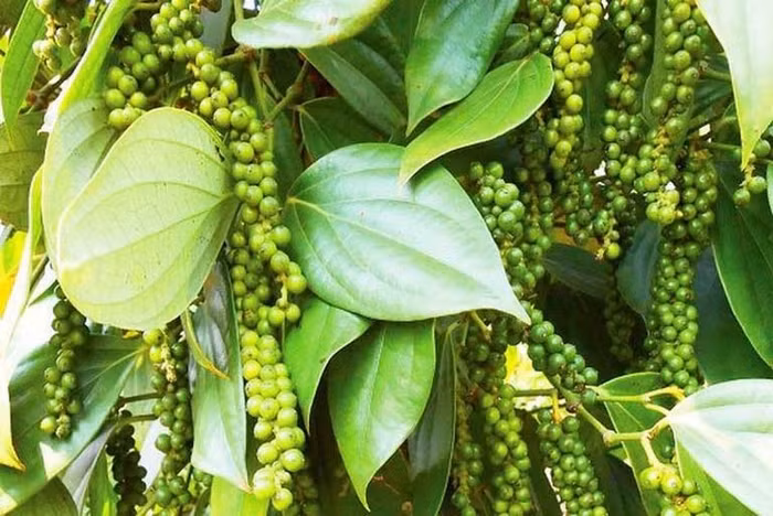 Giá nông sản hôm nay (24/11): Giá cà phê đi ngang, hồ tiêu neo ở mức cao