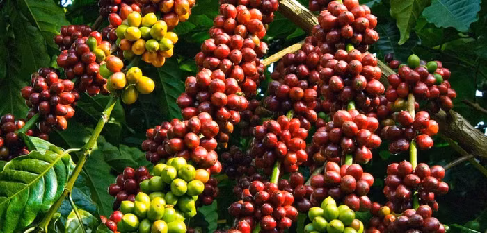 Giá nông sản hôm nay (1/7): Giá hồ tiêu bất ngờ tăng mạnh