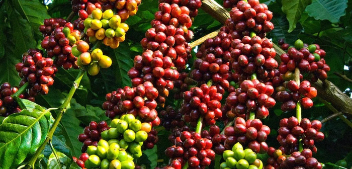 Giá nông sản hôm nay (1/7): Giá hồ tiêu bất ngờ tăng mạnh