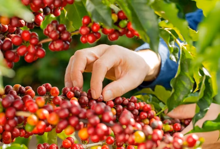 Giá nông sản hôm nay (3/4): Giá cà phê tăng, hồ tiêu neo ở mức cao