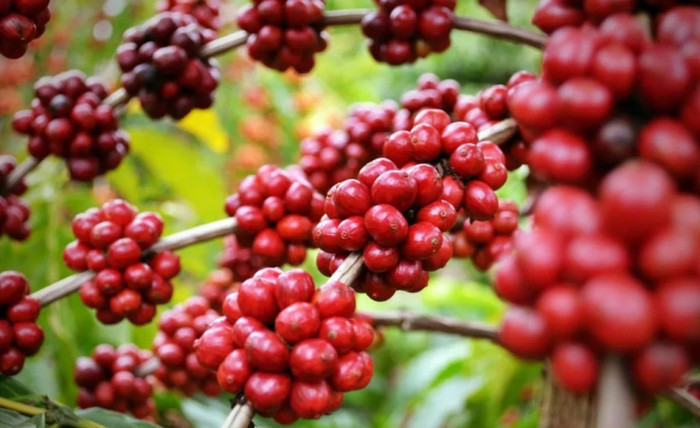 Giá nông sản hôm nay (25/9): Cà phê đảo chiều giảm sâu, hồ tiêu tiếp tục tăng