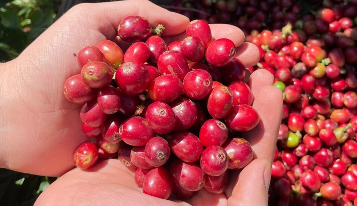 Giá nông sản hôm nay (10/11): Giá cà phê và hồ tiêu đồng loạt đi ngang