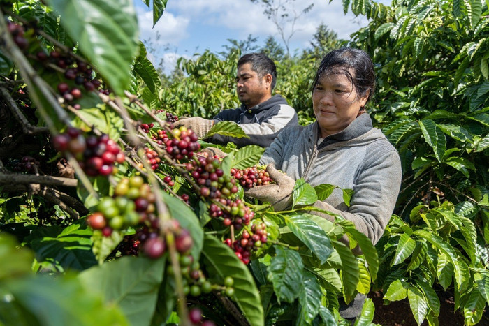 Giá nông sản hôm nay (19/1): Giá cà phê và hồ tiêu cùng neo cao
