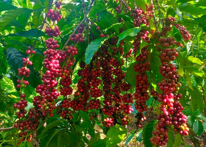 Giá nông sản hôm nay (11/11): Giá cà phê tăng nhẹ, hồ tiêu đi ngang