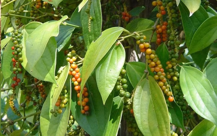 Giá nông sản hôm nay (7/4): Giá cà phê đi ngang, hồ tiêu ổn định