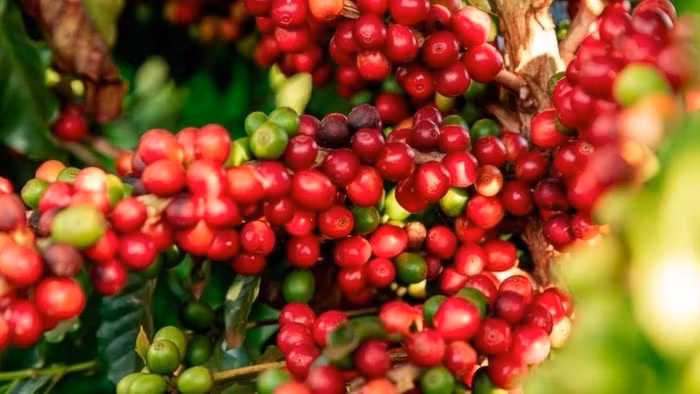 Giá nông sản hôm nay (27/8): Cà phê đi ngang, hồ tiêu tiếp tục tăng