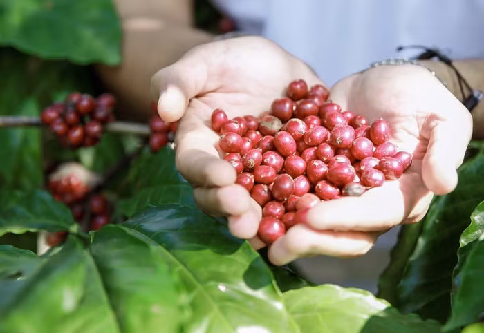 Giá nông sản hôm nay (13/10): Giá cà phê đi ngang, hồ tiêu neo ở mức cao