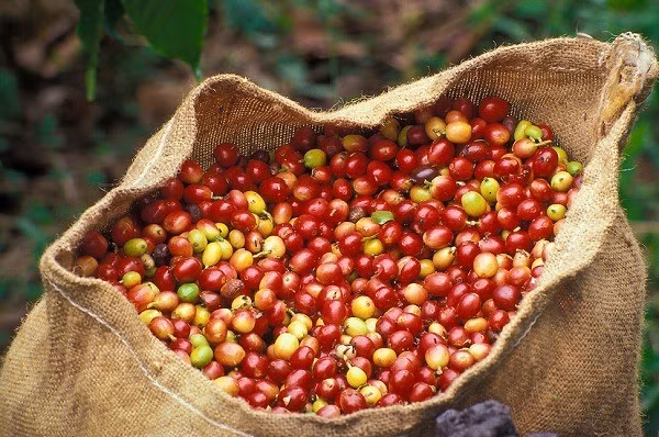 Giá nông sản hôm nay (25/2): Giá cà phê giảm nhẹ, hồ tiêu vượt mốc 152.000 đồng/kg