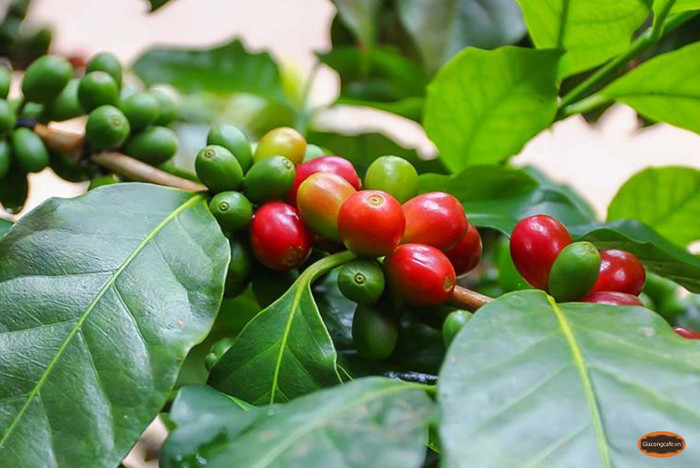 Giá nông sản hôm nay (25/3): Giá cà phê quay đầu giảm, hồ tiêu giao dịch quanh mức 136.000 đồng/kg