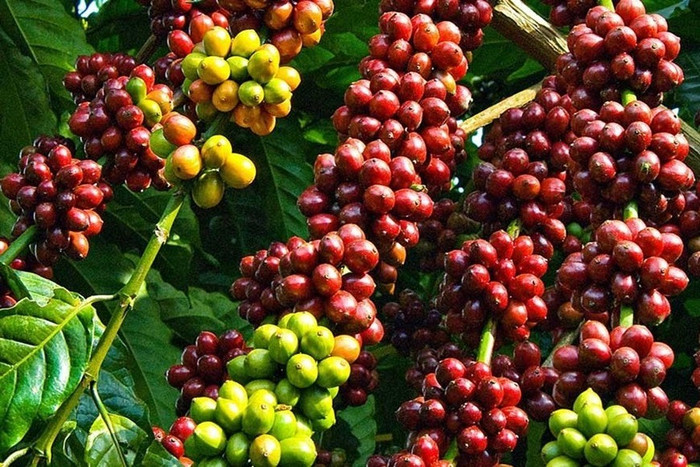 Giá nông sản hôm nay (25/6): Giá cà phê trong nước phục hồi nhẹ 