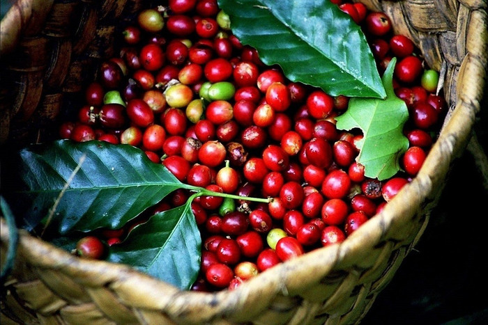 Giá nông sản hôm nay (26/6): Giá cà phê bất ngờ giảm mạnh, hồ tiêu tăng trở lại