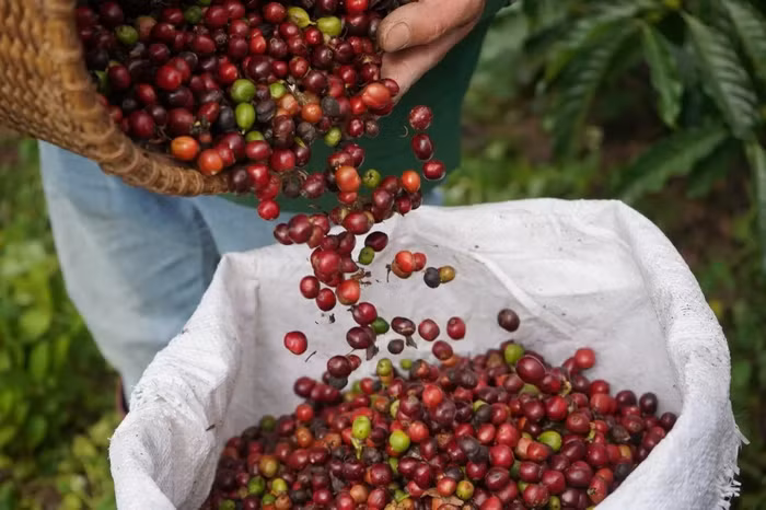Giá nông sản hôm nay (4/11): Giá cà phê, hồ tiêu cùng bật tăng