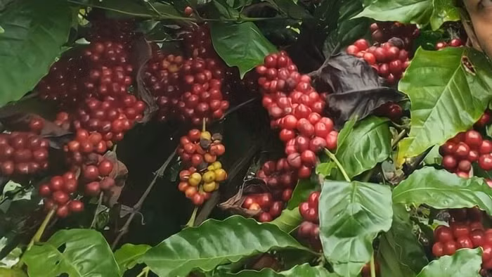 Giá nông sản hôm nay (26/9): Cà phê tăng mạnh, hồ tiêu ổn định