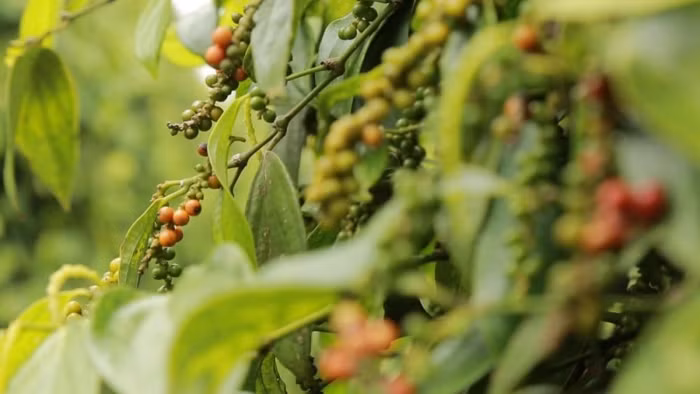 Giá nông sản hôm nay (16/7): Giá cà phê và hồ tiêu đồng loạt tăng cao