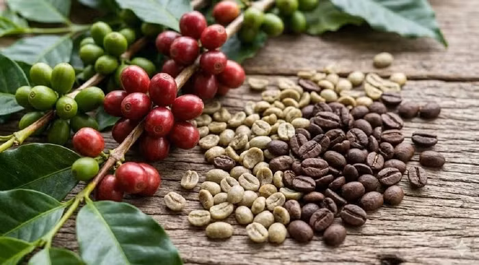 Giá nông sản hôm nay (1/4): Giá tiêu neo cao, cà phê lao dốc