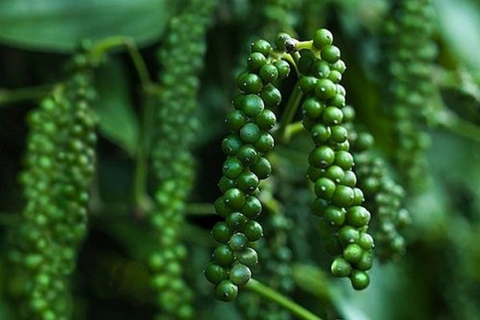 Giá nông sản hôm nay (7/10): Giá hồ tiêu tăng nhẹ, cà phê neo ở mức cao