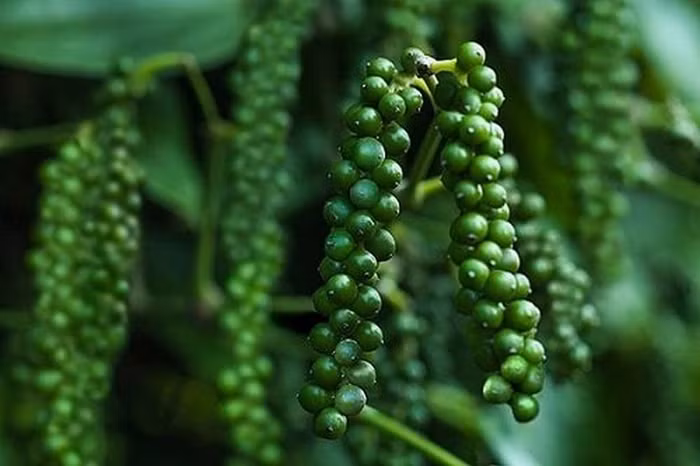 Giá nông sản hôm nay (7/10): Giá hồ tiêu tăng nhẹ, cà phê neo ở mức cao