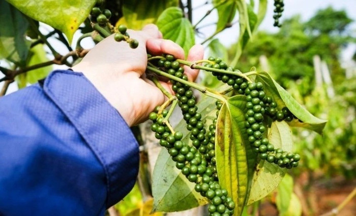 Giá nông sản hôm nay (13/1): Giá cà phê ổn định, hồ tiêu neo cao