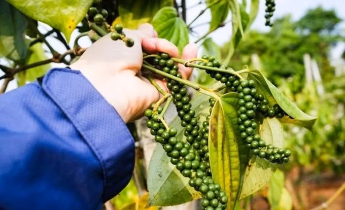 Giá nông sản hôm nay (13/1): Giá cà phê ổn định, hồ tiêu neo cao