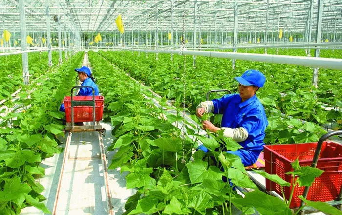 Bộ Chính trị: Đến 2030, có doanh nghiệp nông nghiệp mạnh dẫn đầu khu vực và thế giới