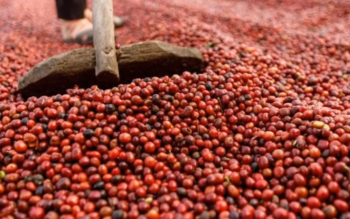 Giá nông sản hôm nay (26/6): Giá cà phê tiếp tục tăng, hồ tiêu neo ở mức cao