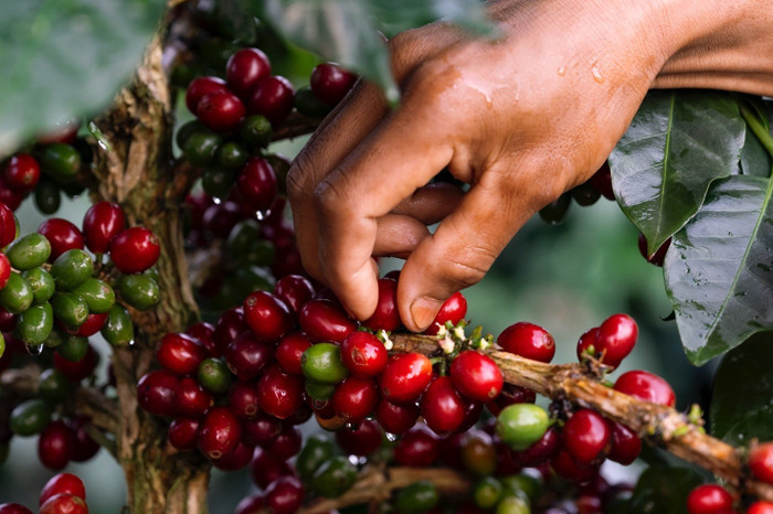 Giá nông sản hôm nay (23/2): Giá cà phê và hồ tiêu “án binh” vì nghỉ lễ