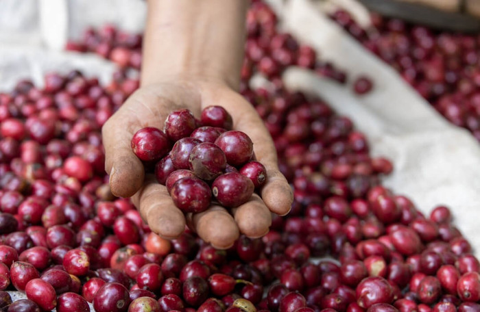 Giá nông sản hôm nay (23/3): Giá cà phê trở lại nhịp tăng, hồ tiêu neo cao