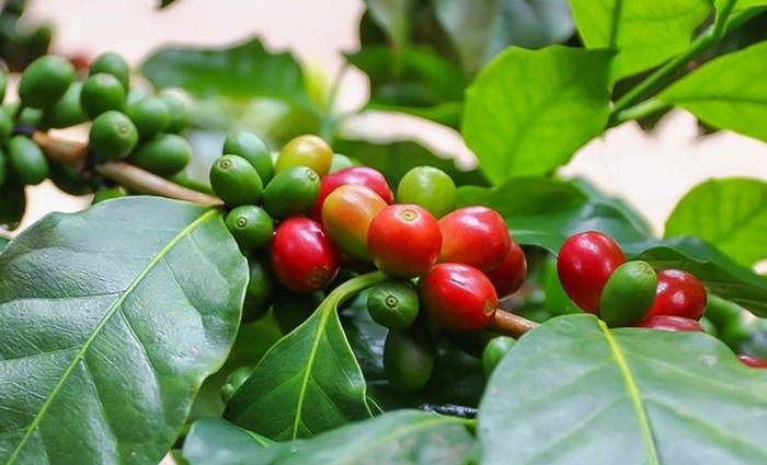 Giá nông sản hôm nay (12/11): Giá cà phê và hồ tiêu đồng loạt giảm nhẹ