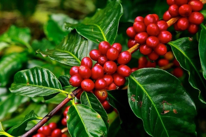 Giá nông sản hôm nay (30/9): Giá cà phê tăng nhẹ, hồ tiêu đi ngang
