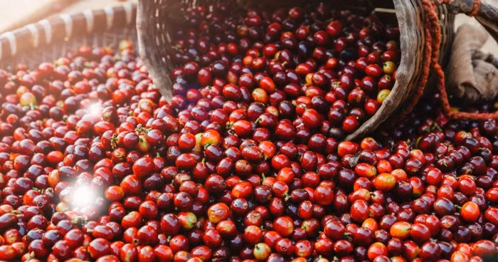 Giá nông sản hôm nay (23/6): Giá cà phê tăng nhẹ, hồ tiêu ổn định 