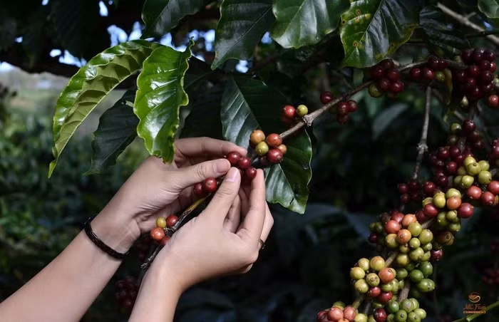 Giá nông sản hôm nay (14/4): Giá cà phê tăng, hồ tiêu neo cao