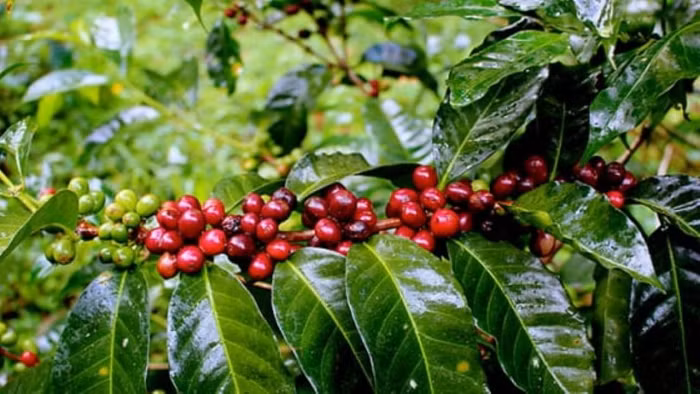 Giá nông sản hôm nay (13/8): Cà phê tiếp đà tăng mạnh, hồ tiêu neo ở ngưỡng cao