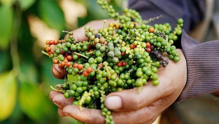Giá nông sản hôm nay (31/7): Cà phê và hồ tiêu cùng bật tăng