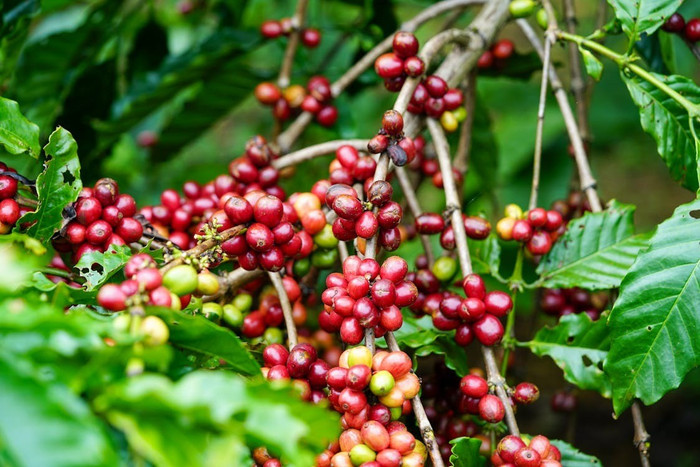 Giá nông sản hôm nay (25/12): Giá cà phê và hồ tiêu đồng loạt bật tăng mạnh