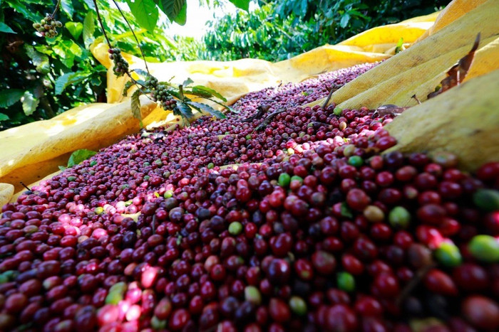 Giá nông sản hôm nay (15/9): Cà phê cùng hồ tiêu ổn định ở mức cao