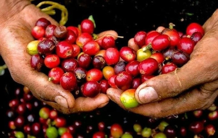 Giá nông sản hôm nay (7/11): Giá cà phê tăng nhẹ, hồ tiêu đi ngang