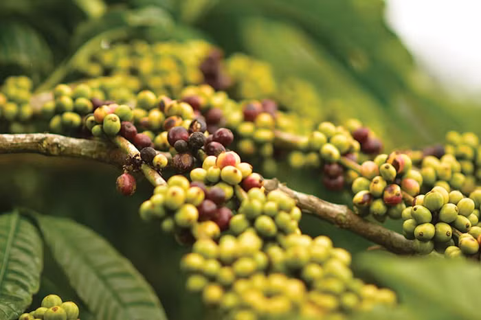 Giá nông sản hôm nay (30/3): Giá tiêu neo cao, cà phê ổn định trở lại