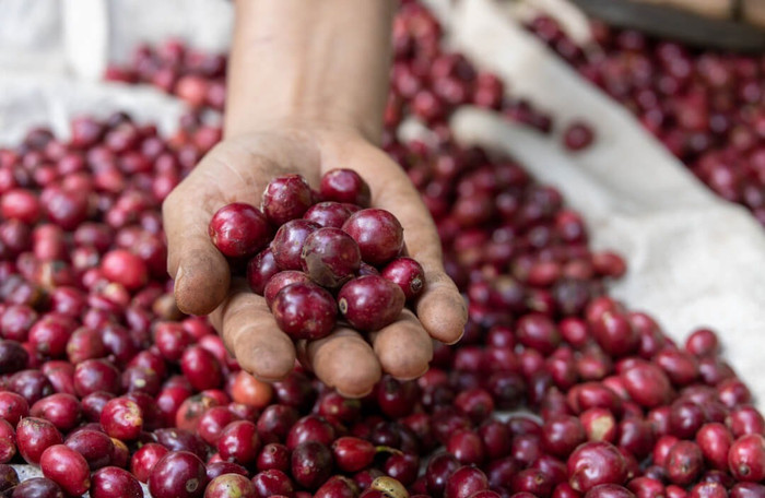 Giá nông sản hôm nay (23/1): Giá cà phê đảo chiều giảm mạnh, hồ tiêu neo cao