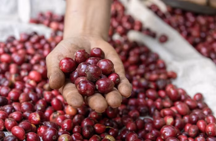 Giá nông sản hôm nay (27/2): Giá cà phê duy trì đà tăng, hồ tiêu tiếp tục giảm