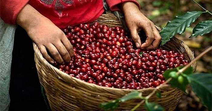 Giá nông sản hôm nay (10/7): Cà phê bật tăng trở lại, hồ tiêu tiếp tục ổn định