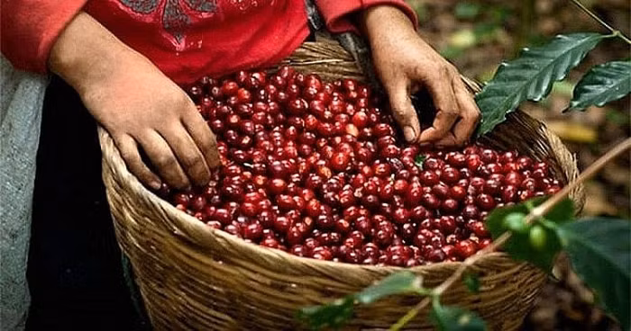 Giá nông sản hôm nay (10/7): Cà phê bật tăng trở lại, hồ tiêu tiếp tục ổn định
