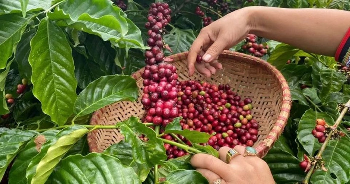 Giá nông sản hôm nay (4/9): Giá cà phê giảm, hồ tiêu tăng mạnh