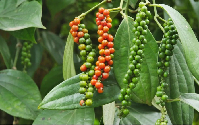 Giá nông sản hôm nay (21/10): Giá cà phê đi ngang, hồ tiêu neo cao