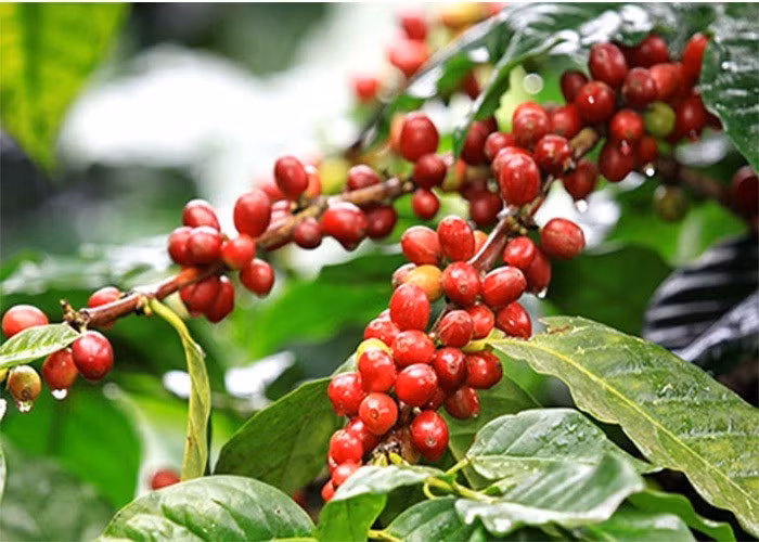 Giá nông sản hôm nay (9/2): Giá cà phê trong nước ổn định, hồ tiêu neo cao