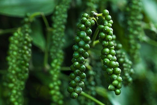 Giá nông sản hôm nay (4/3): Giá cà phê tăng nhẹ, hồ tiêu giảm