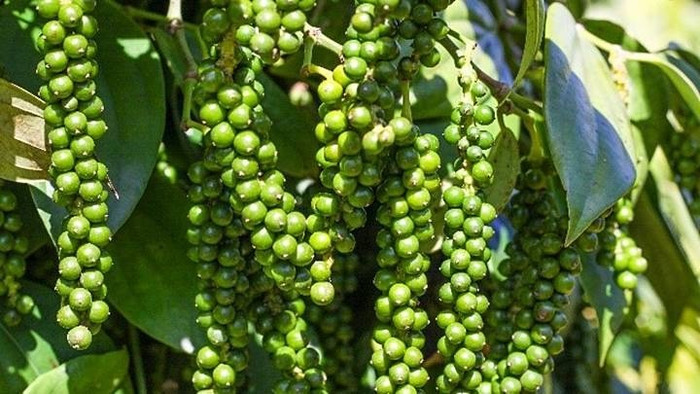 Giá nông sản hôm nay (9/7): Giá cà phê giảm mạnh